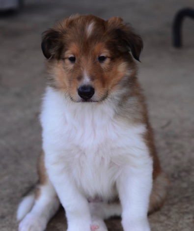 Bear jxd 2017PUP_3277.jpg